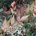 Nandina domestica fleurs P3 P14